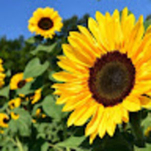 Meet your Posher, Sonia